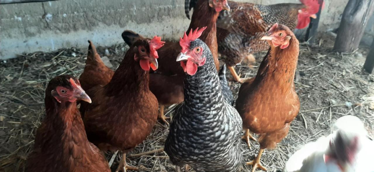 Fazendinha Paraiso لوميار المظهر الخارجي الصورة